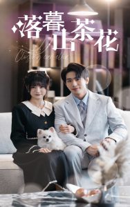 落幕山茶花,高清在线播放