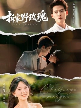 拆家野玫瑰封面图